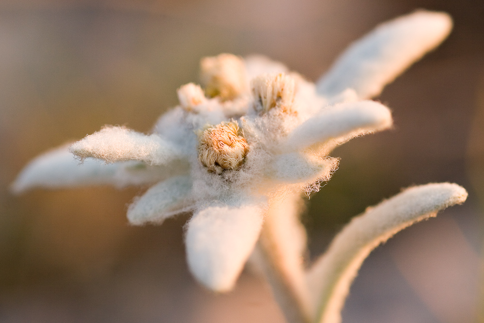 L'Edelweiss