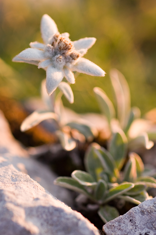 L'Edelweiss