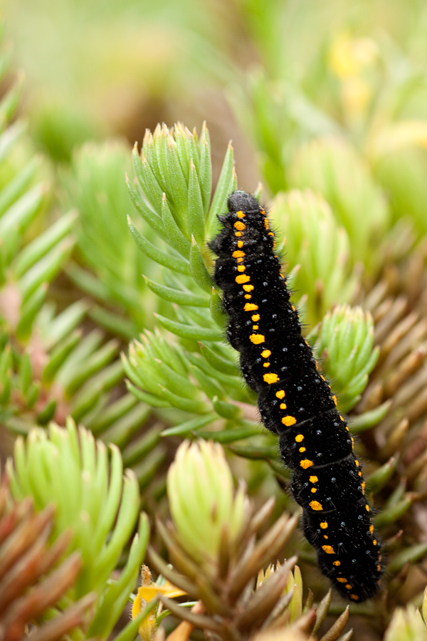 Chenille de papillon apollon sur du Sedum