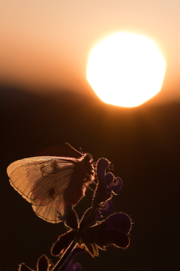 Papillon semi-apollon au lever du soleil