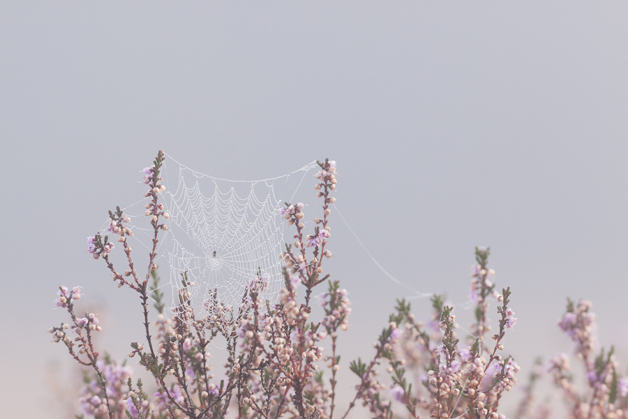 Toile d'araignée épeire dans le rosée du matin