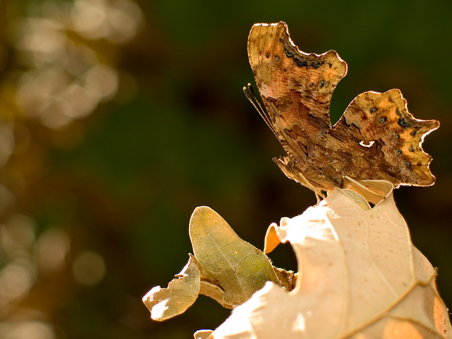 Papillon gamma ou Robert le Diable