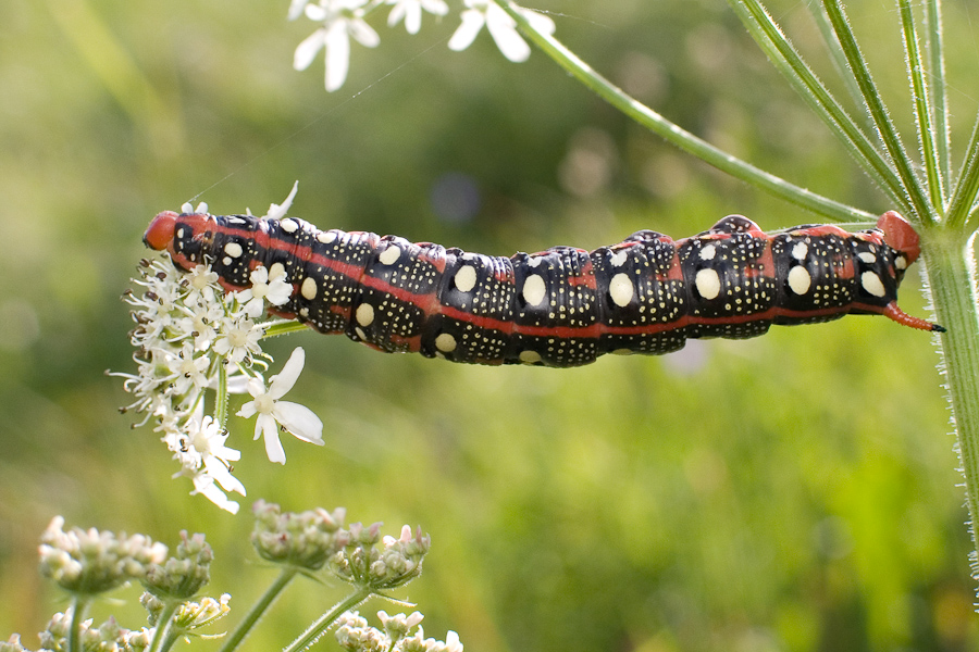 Chenille de sphinx de l'euphorbe