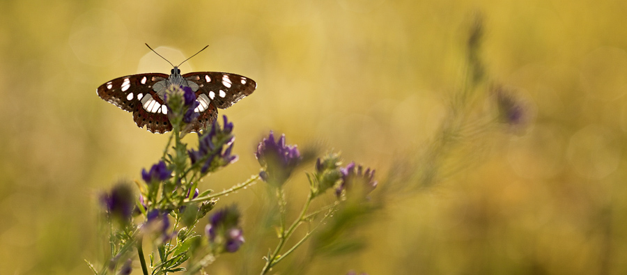 Papillon sylvain azuré