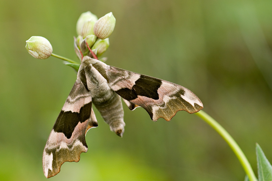 Papillon sphinx du tilleul