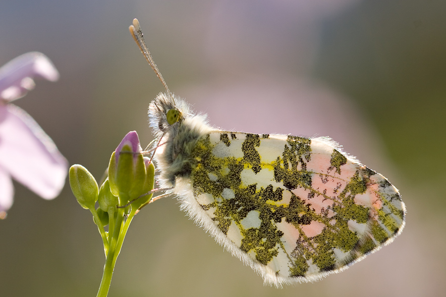 Papillon aurore et cardamine des prés