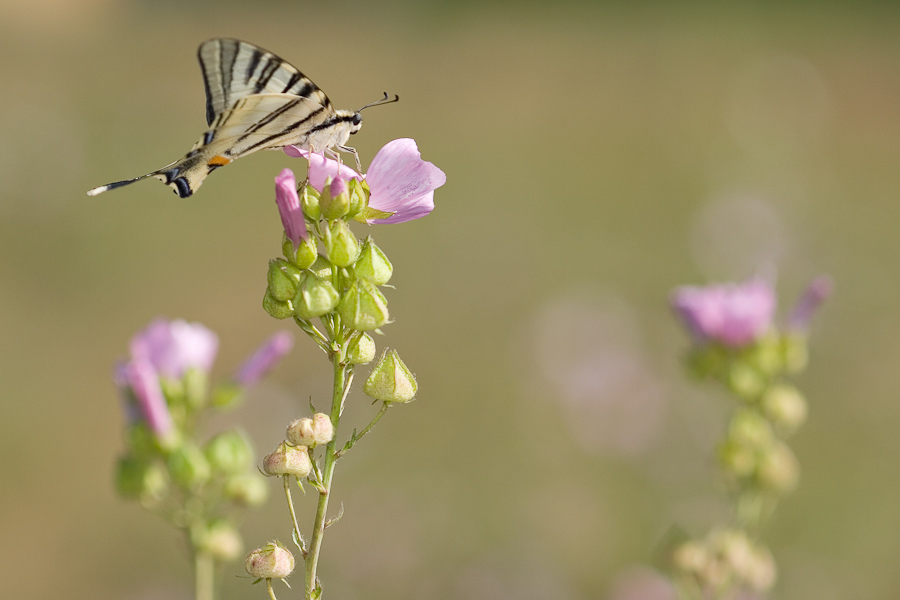 Le papillon flambé et la grande mauve