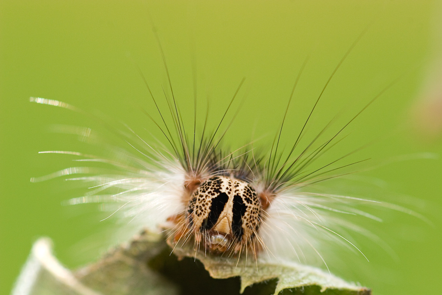 Portrait de chenille de bombyx disparate