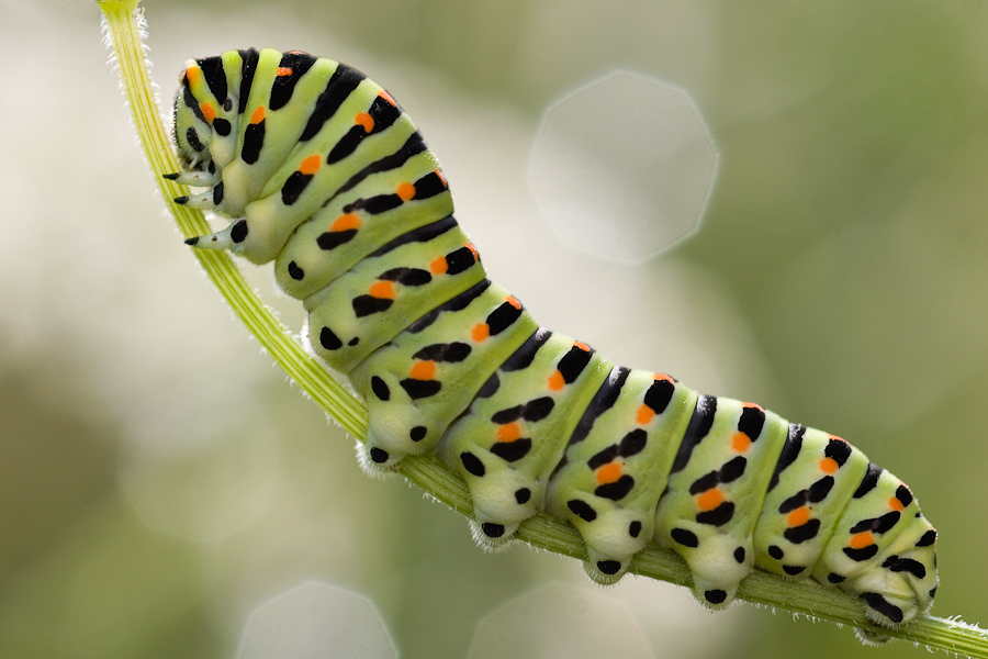 Chenille de Machaon