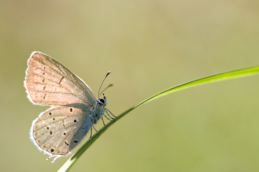 Papillon azuré de la Faucille