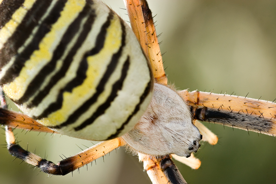 Argiope ou épeire fasciée