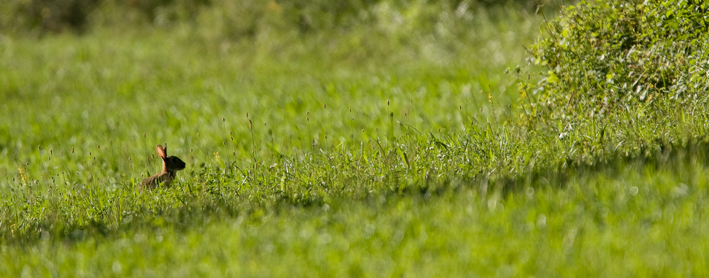 Lapin de garenne