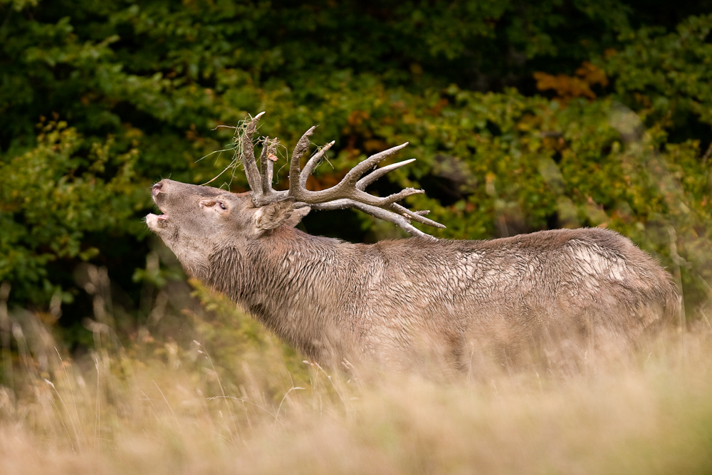 Cerf bramant