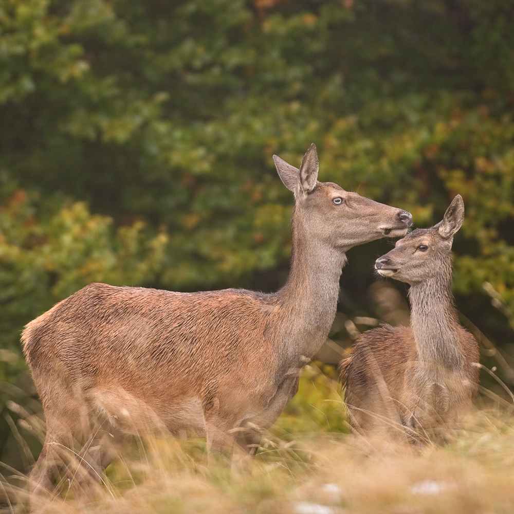 Biche aux yeux clairs et son jeune