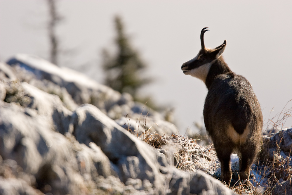 Chamois femelle