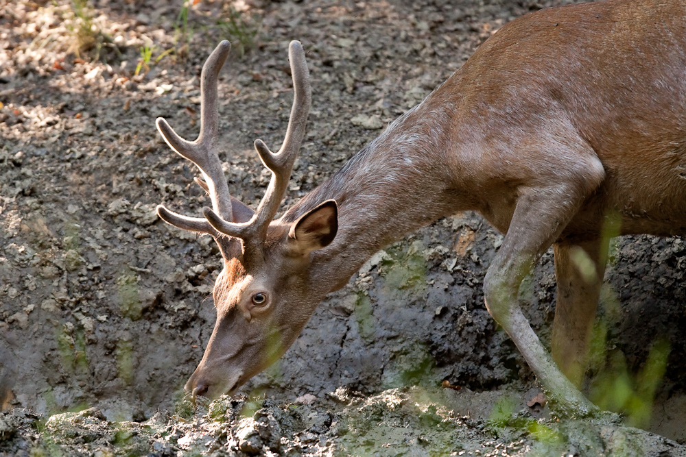 Cerf en velours s'abreuvant a la souille