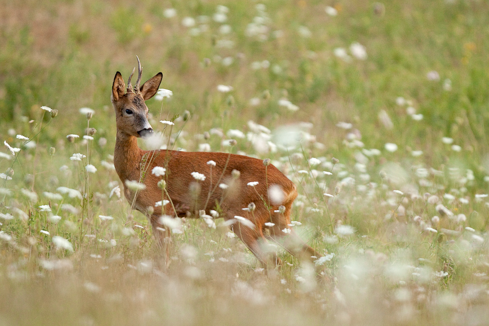 Jeune chevreuil male