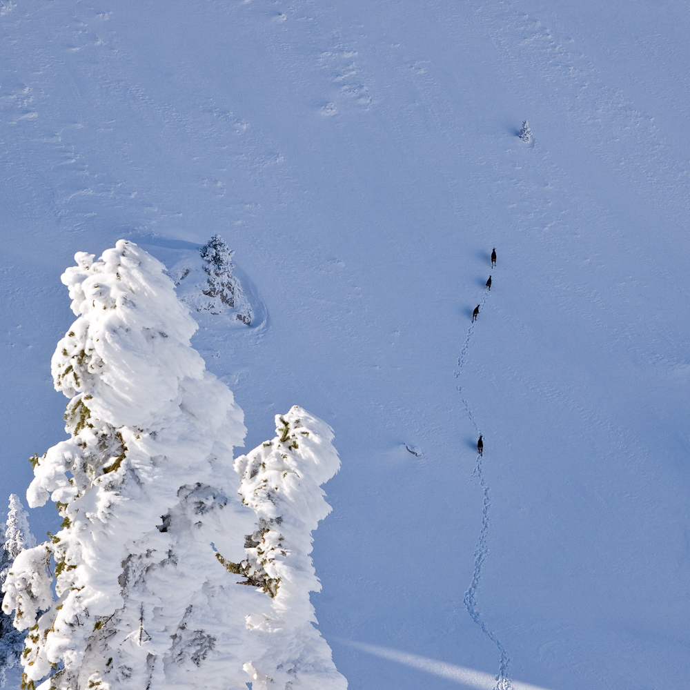 Groupe de chamois dans la neige