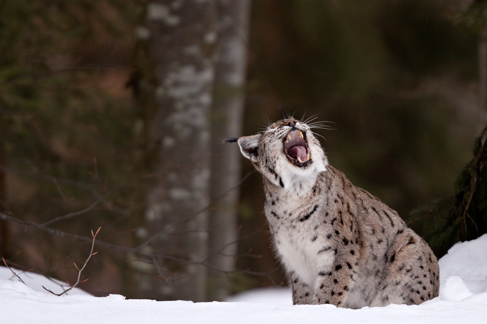 Lynx boreal d'Europe baillant