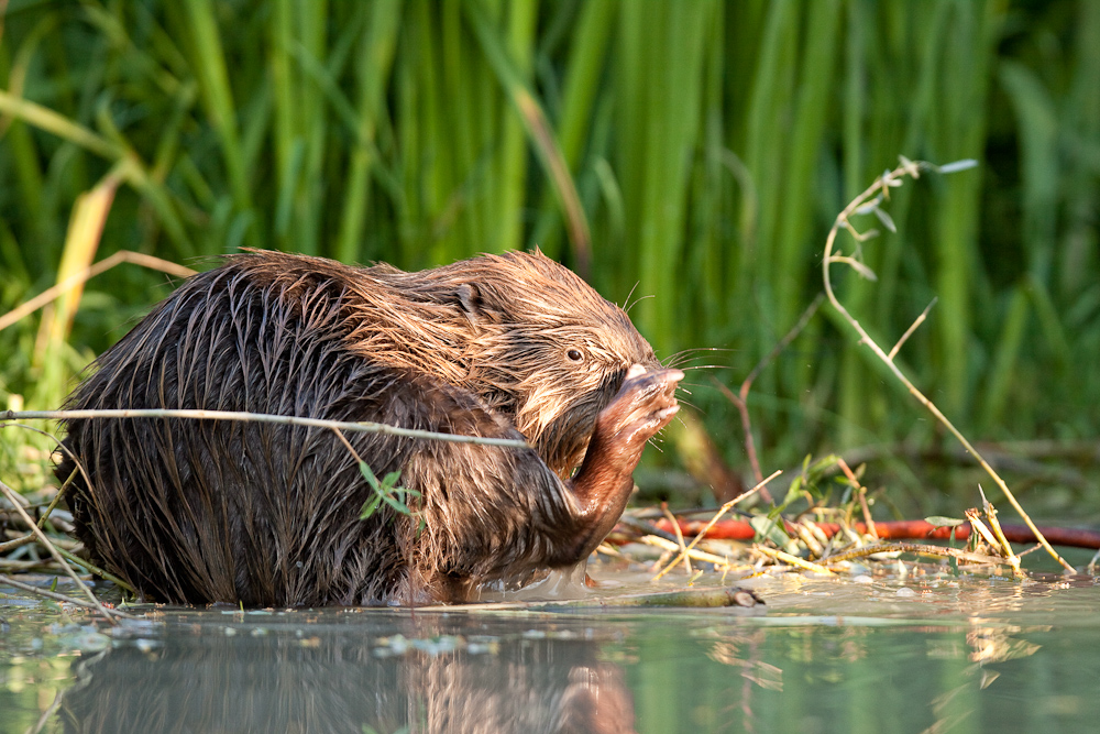 Castor adulte faisant sa toilette