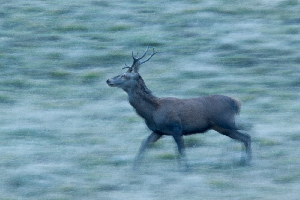 Jeune cerf male