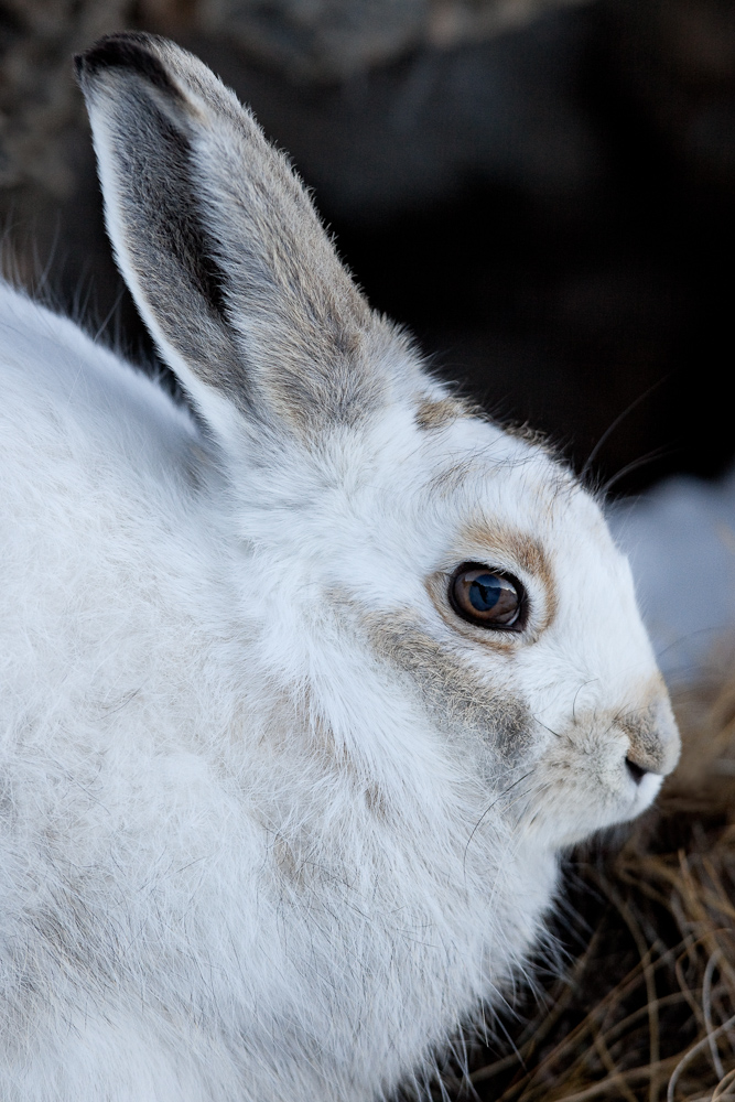 Portrait de lievre variable