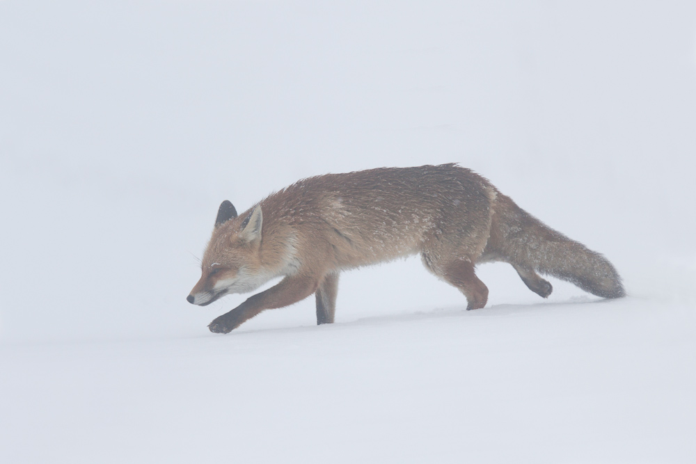 Renard dans le brouillard en hiver