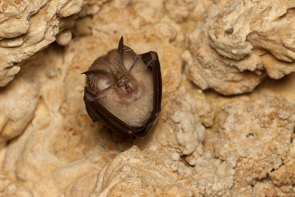 Petit rhinolophe se réveillant après l'hibernation