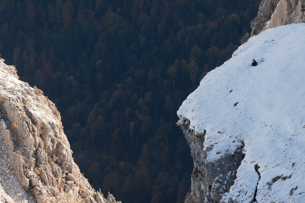 Chamois couché dans la neige sur un promontoire