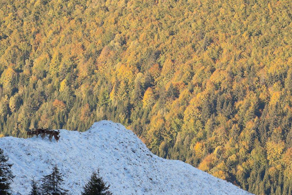 Groupe de mouflons sur une crête