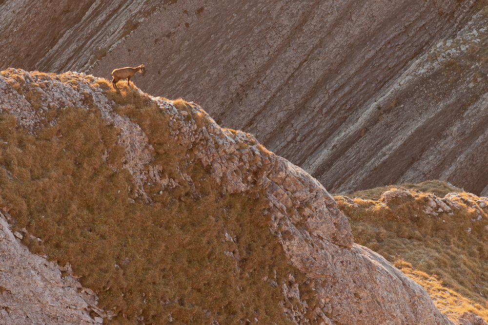 Chamois sur une crête