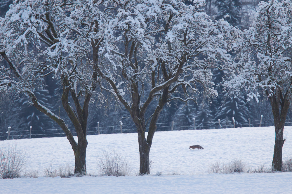 Renard en chasse