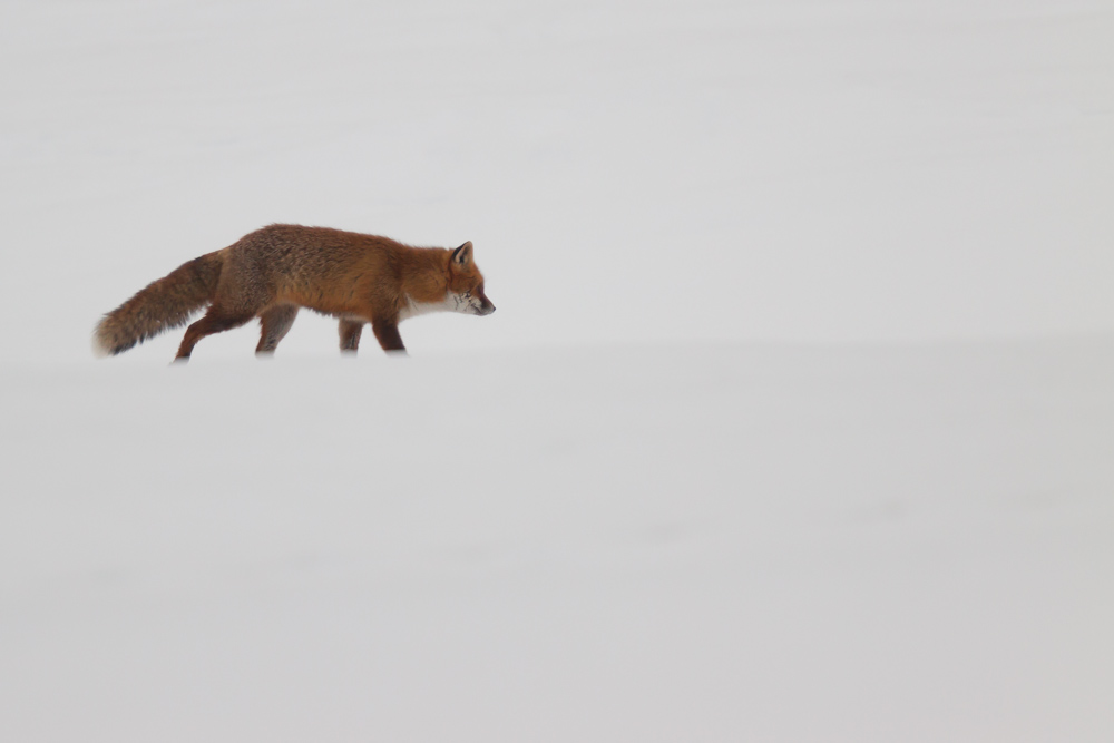 Renard en chasse