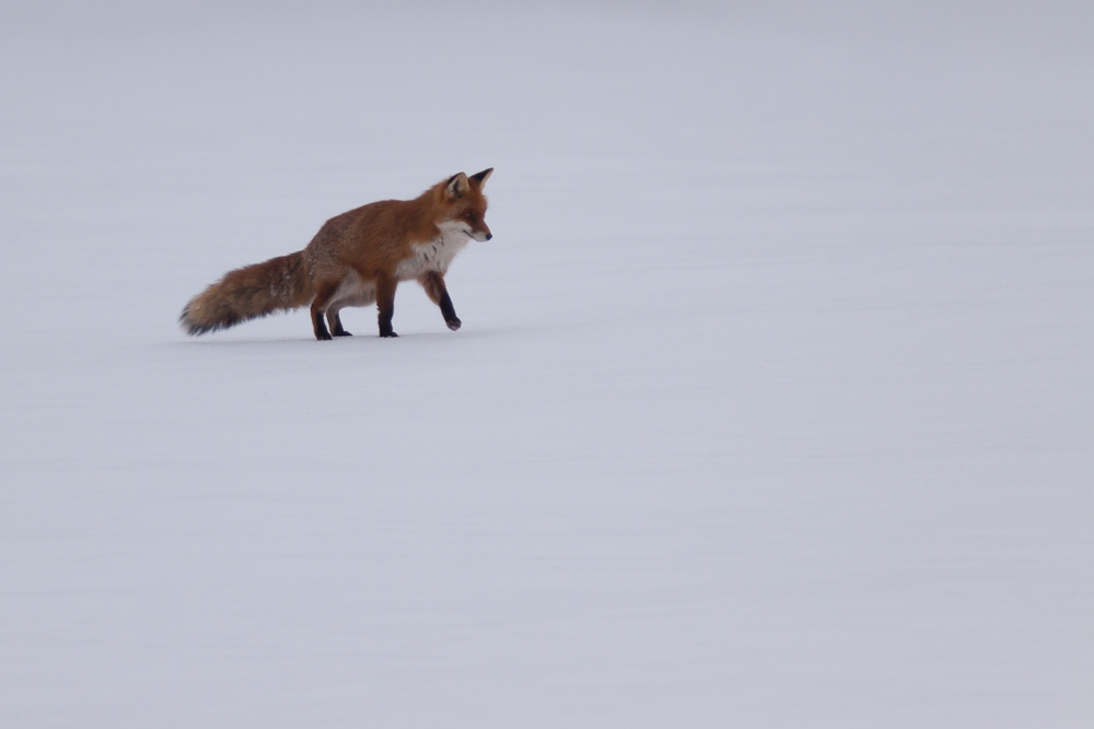 Renard en chasse