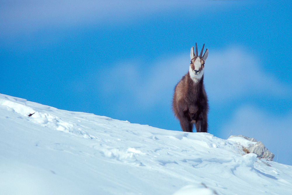 Chamois dans la neige