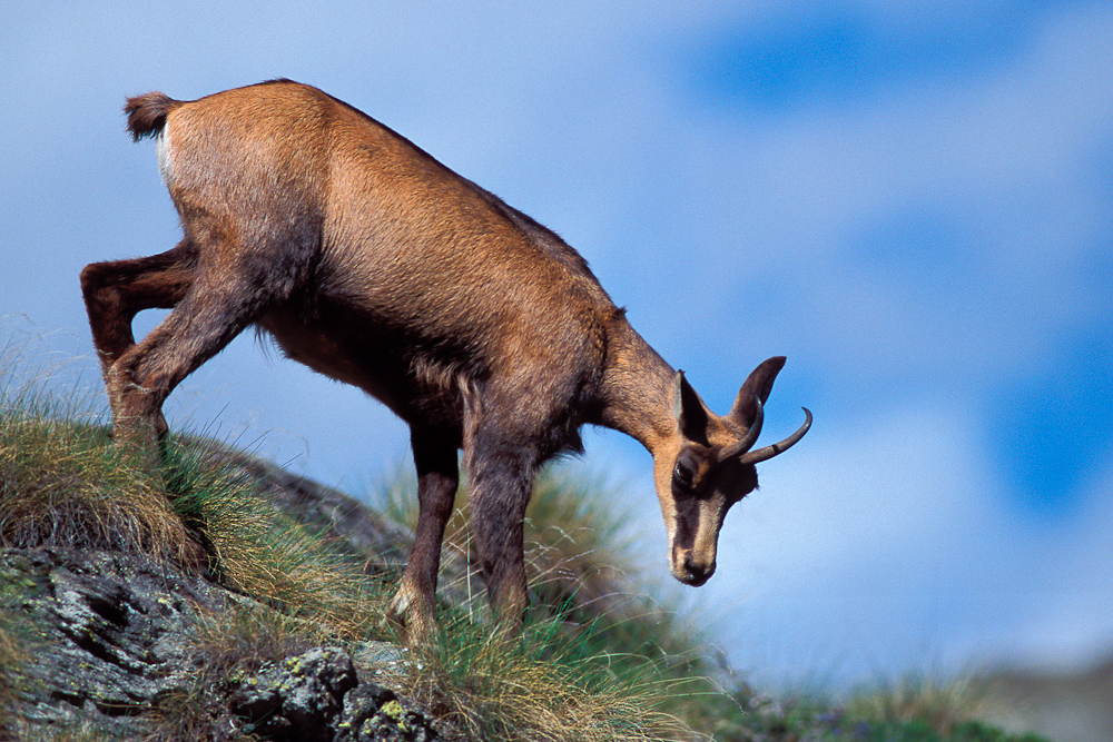 Chamois