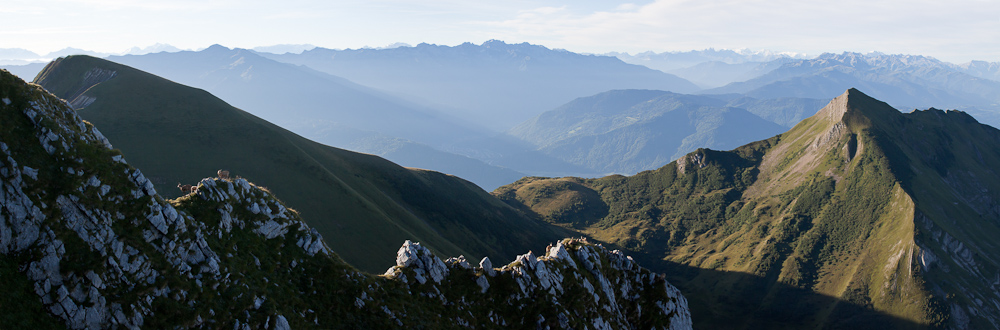 Groupe de chamois sur la crête au sommet du Pécloz