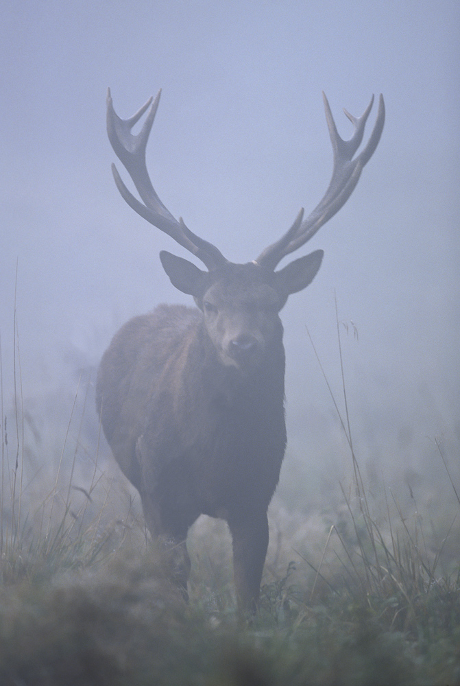 Portrait de cerf dans la brume