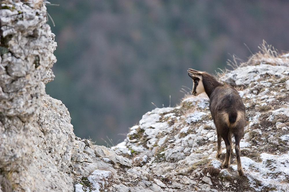 Jeune chamois