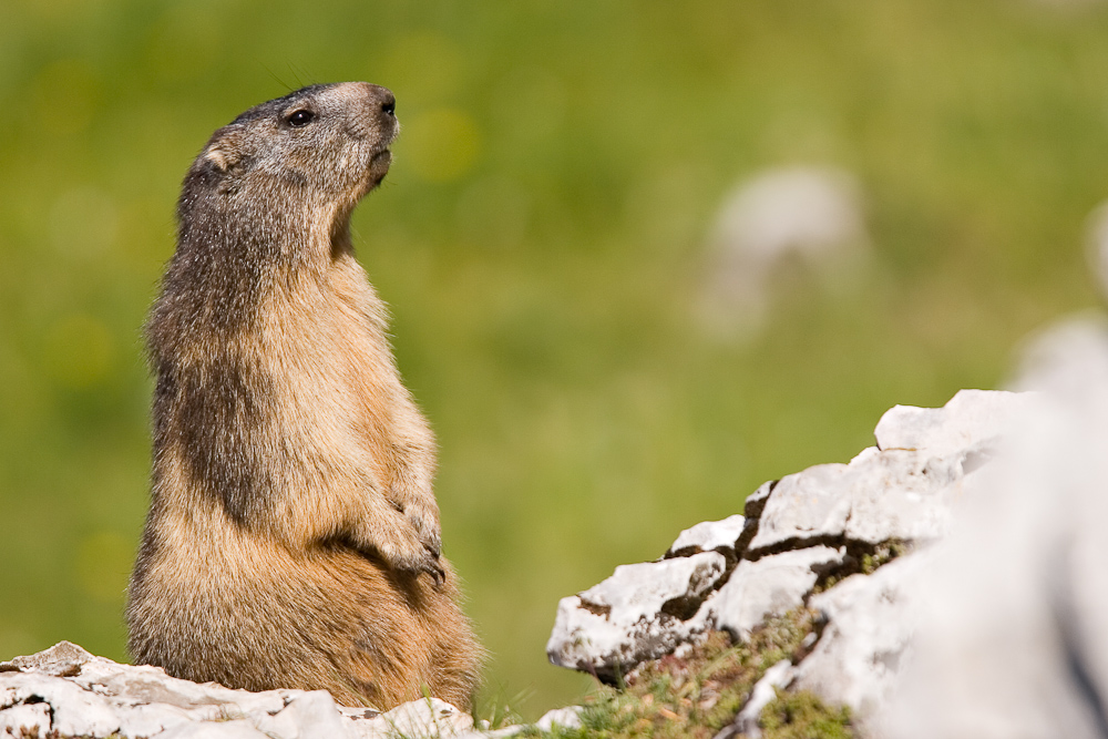 La marmotte des Alpes