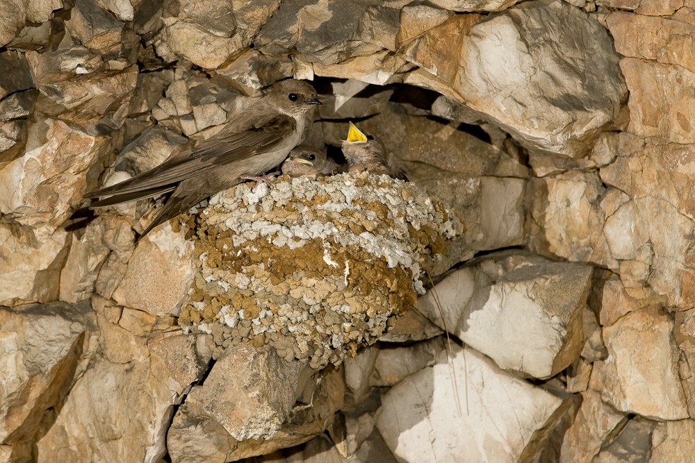 Adulte et jeunes hirondelles de rochers