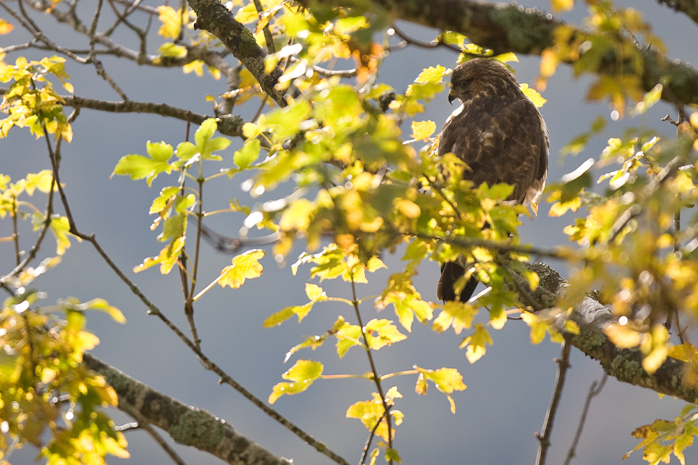 Buse variable