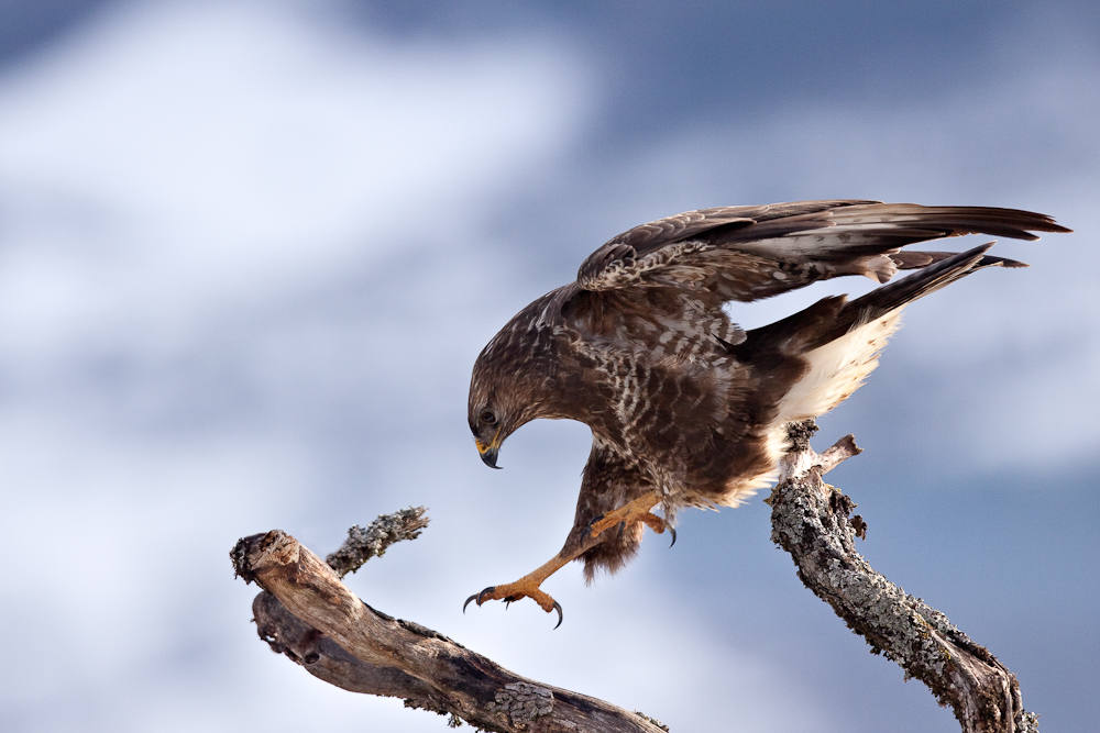 Le saut de la buse variable