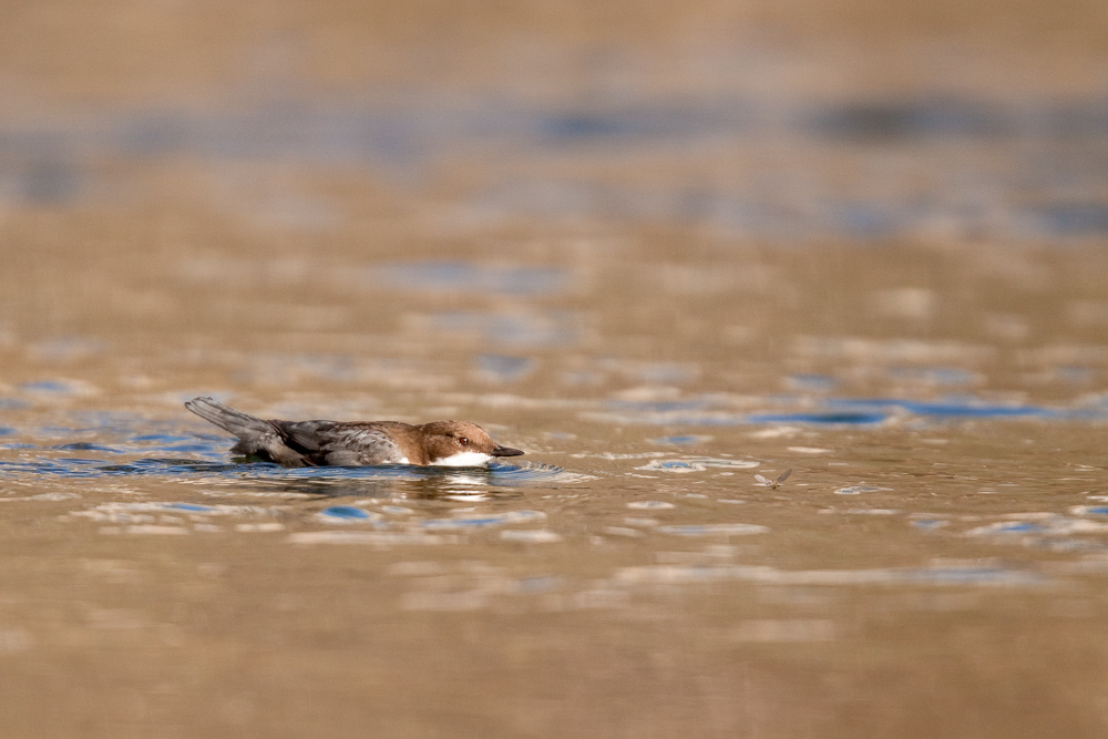 Cincle plongeur sur le point d'attrapper une mouche emergente