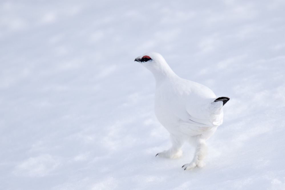 Lagopede alpin male