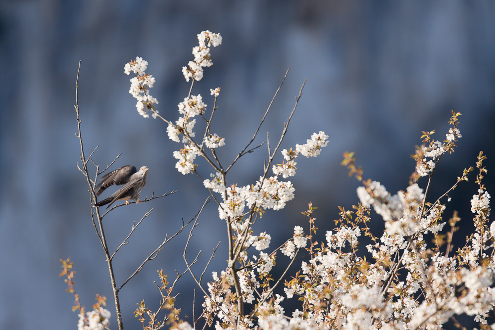 Coucou posé au sommet d'un merisier en fleurs