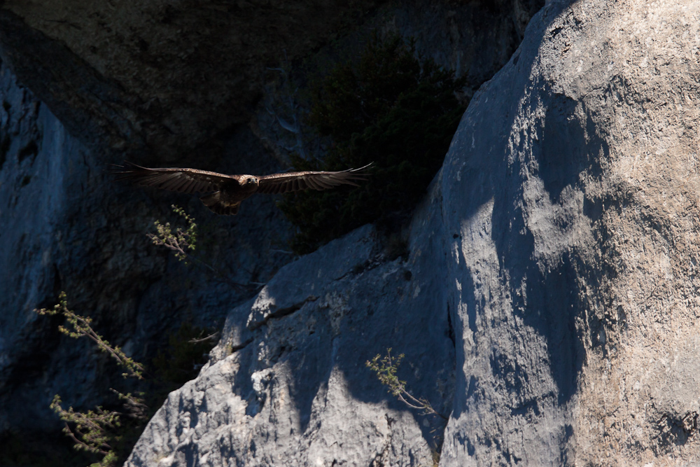 Aigle royal en vol devant les falaises