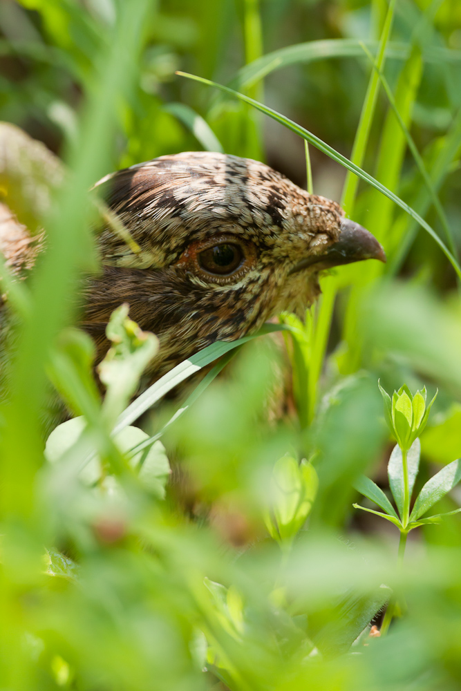 Portrait de gélinotte des bois femelle camouflée dans les herbes