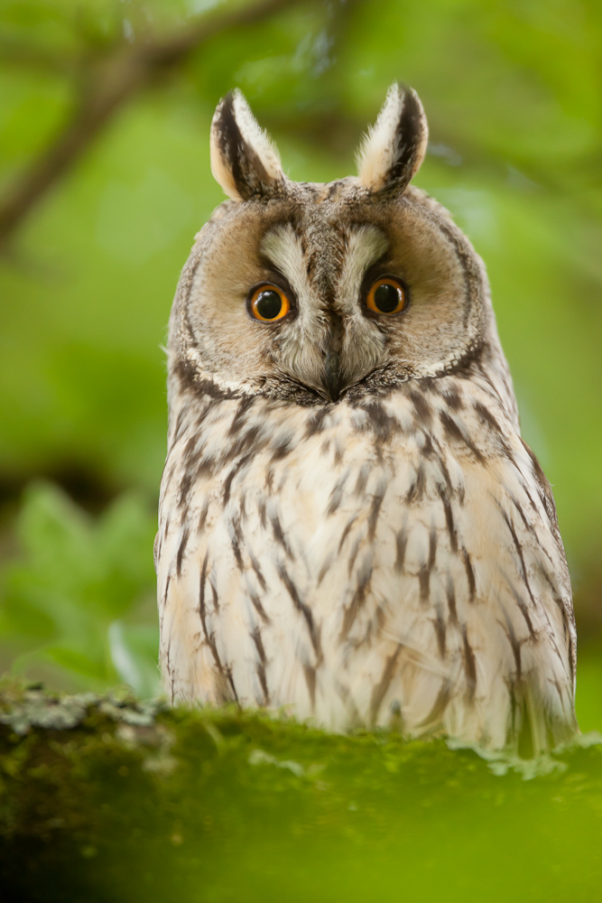 Hibou moyen duc adulte dans un arbre