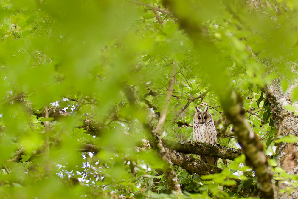 Hibou moyen duc adulte dans un arbre